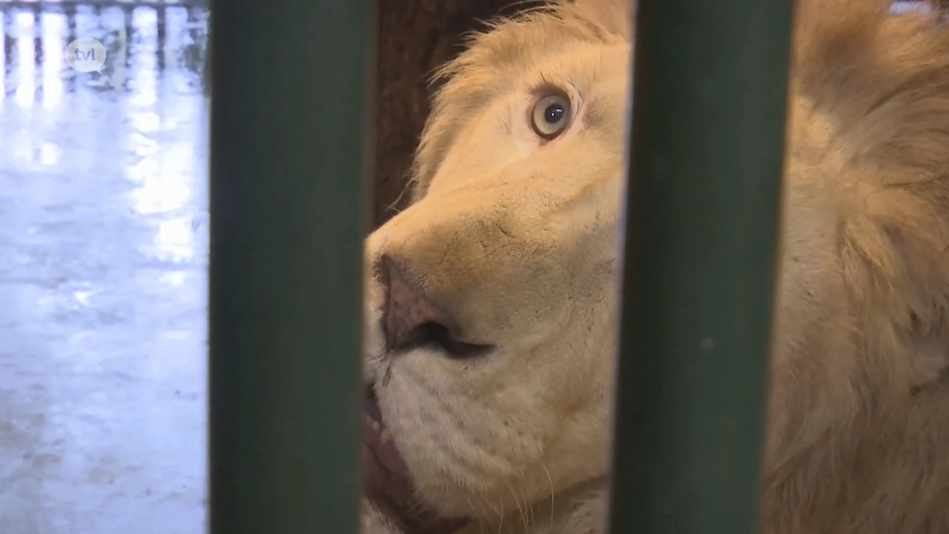 Witte leeuw Romeo aan de beterhand in het Natuurhulpcentrum