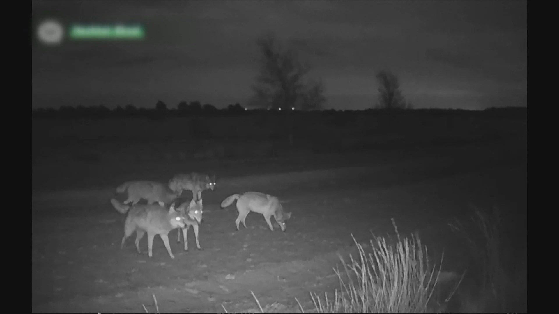 Zowel voor- als tegenstanders in Limburg voor terugschroeven bescherming wolf