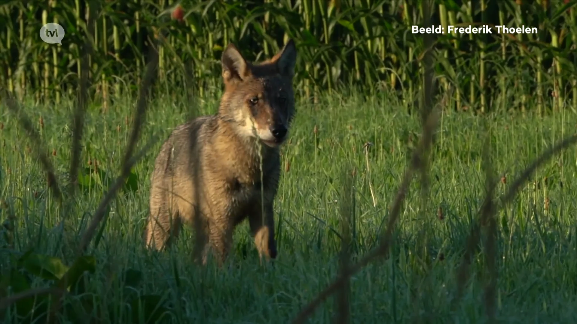 Zo zag u de Limburgse wolf nog nooit: bioloog Frederik Thoelen maakt unieke beelden