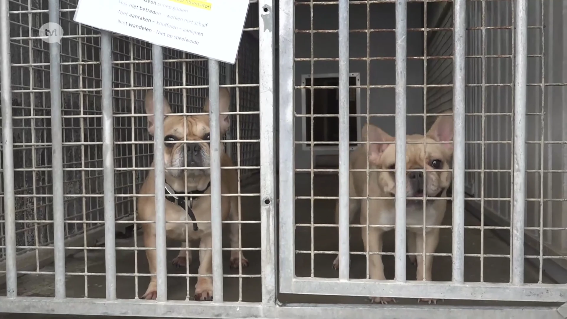 Dierenasielen vol met gedumpte dieren uit het buitenland