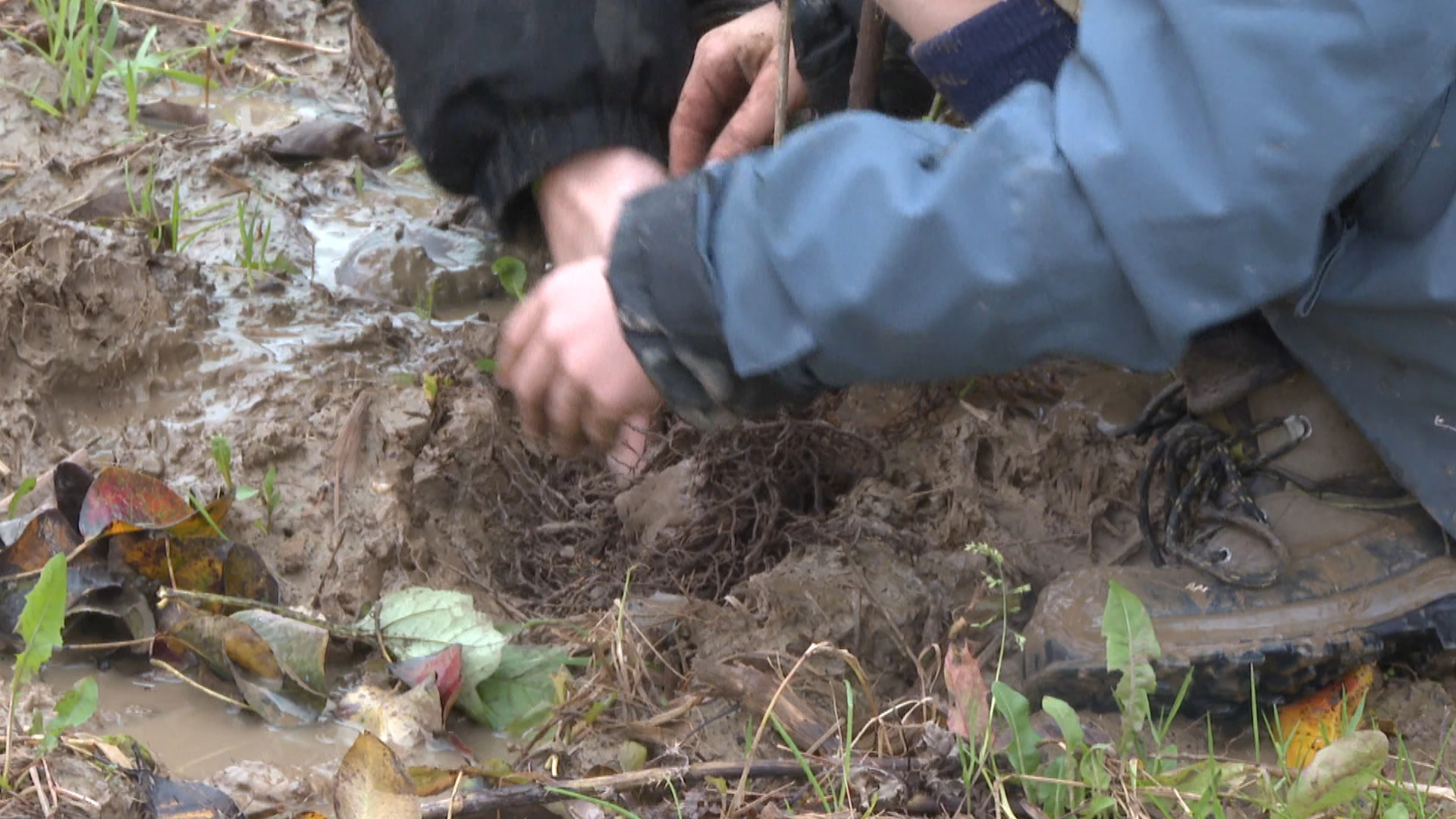 Jeugdbewegingen planten bos tijdens BOOMweekend