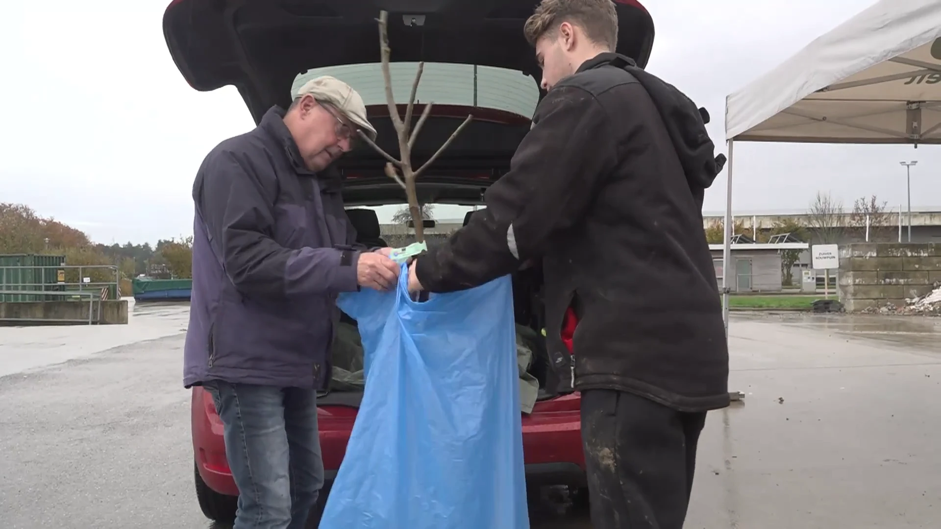 Pelt boomt: 1500 Peltenaren bestelden perenboom bij de gemeente