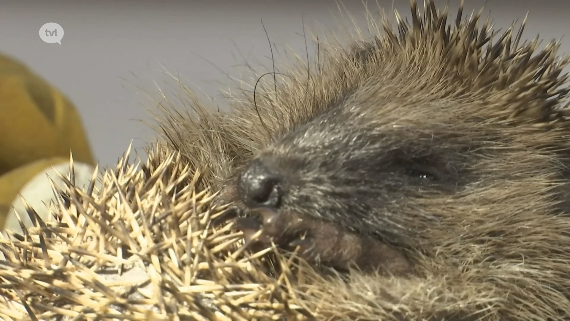 Natuurhulpcentrum overstelpt met egels