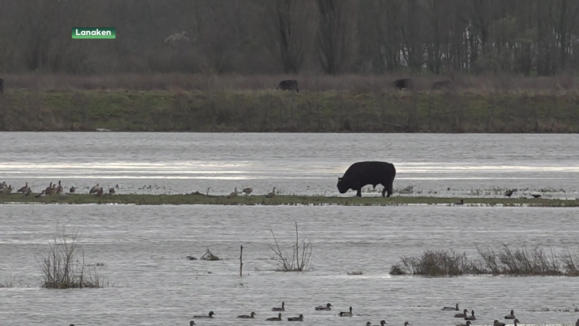 Stier zorgt voor steeds meer ongerustheid bij buurtbewoners