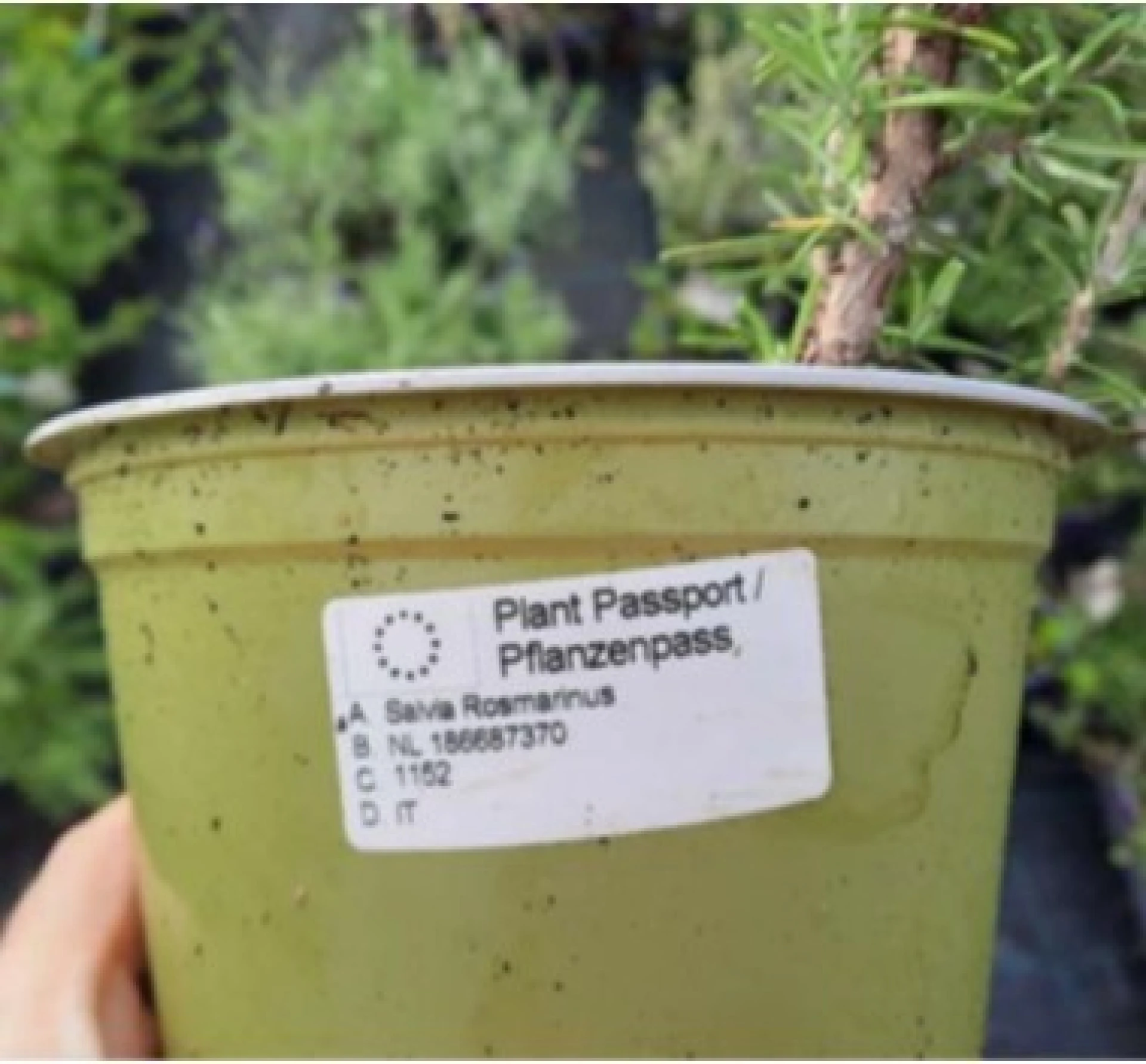 Terugroepactie voor een partij rozemarijn verkocht via tuincentra Pelckmans in Lommel en Turnhout