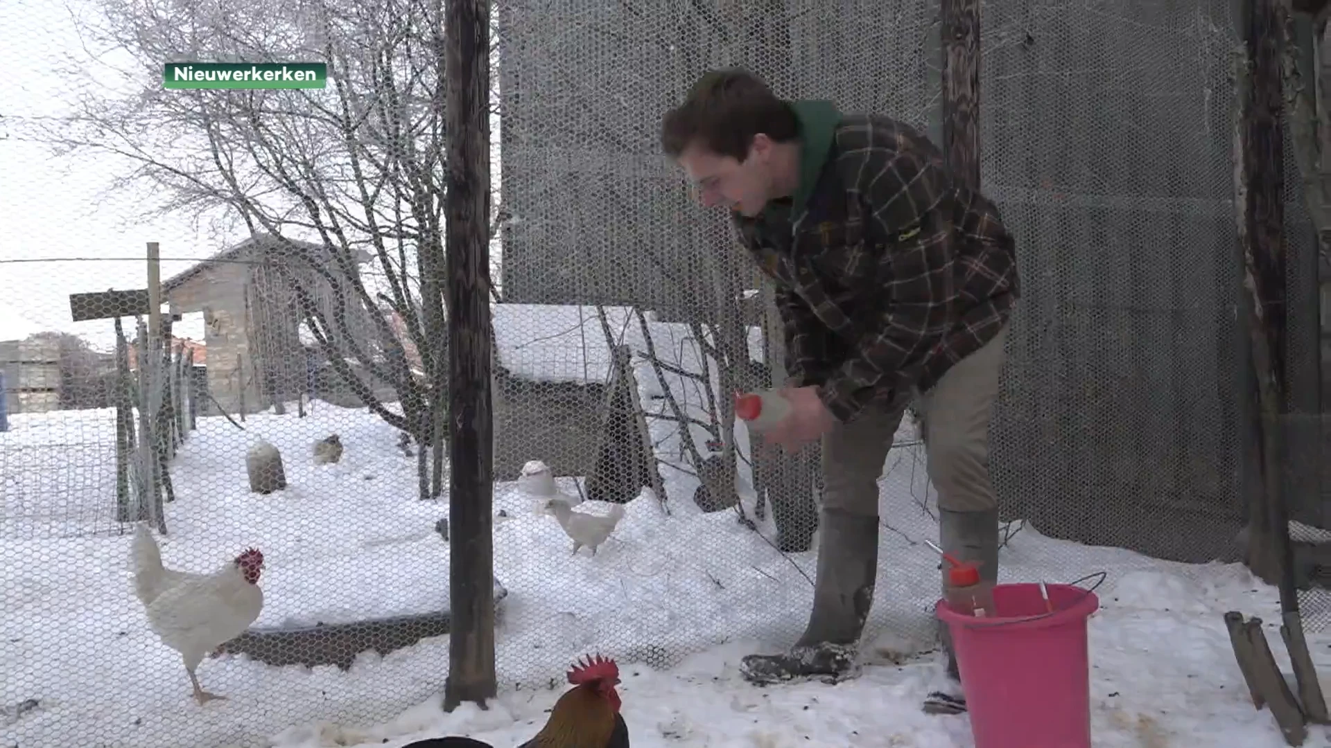 Hoeve op den Mierhoop in Nieuwerkerken houdt dieren op stal door de sneeuw