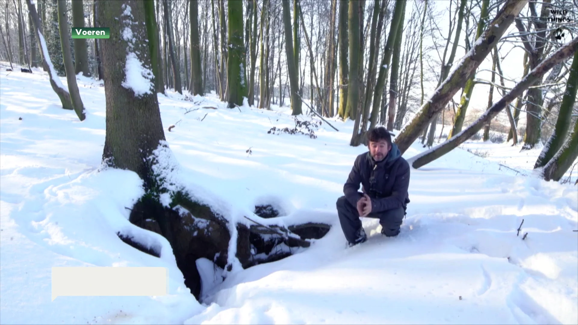 Unieke beelden van dassen op zoek naar voedsel in de sneeuw in de Voerstreek