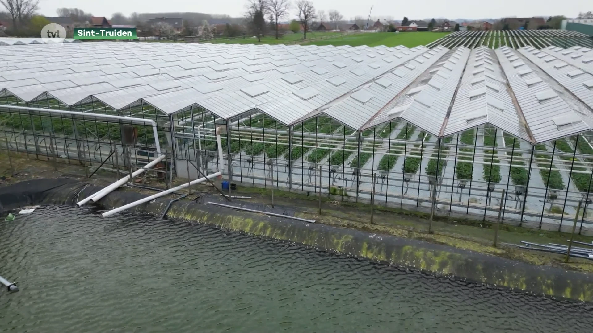 Truiense aardbeienteler vangt 20 miljoen liter regenwater op om zich te wapenen tegen droogte