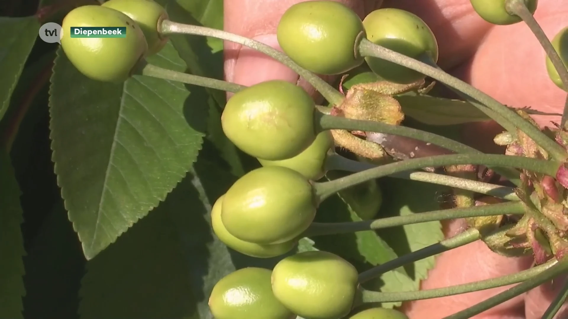 Limburgse fruittelers wachten met bang hart af of bloesems vrieskou overleefden