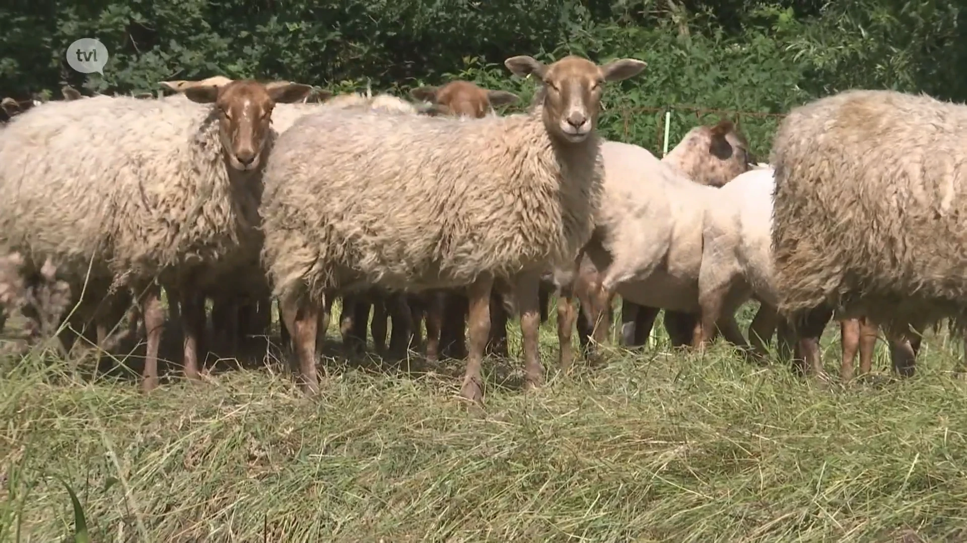 Schapen maken terrein klaar voor muziekfestival Zonhoven Trapt Door