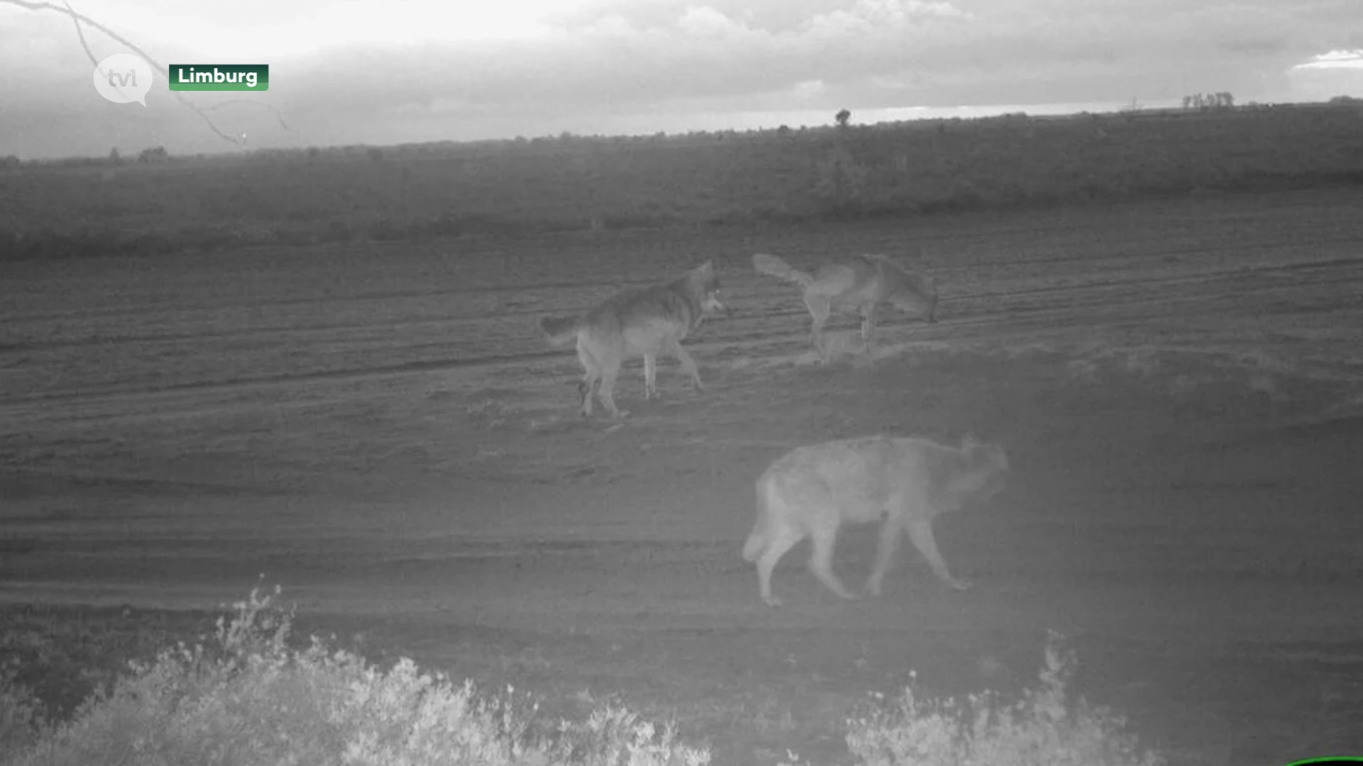 Opnieuw een wolvenkoppel in Limburg