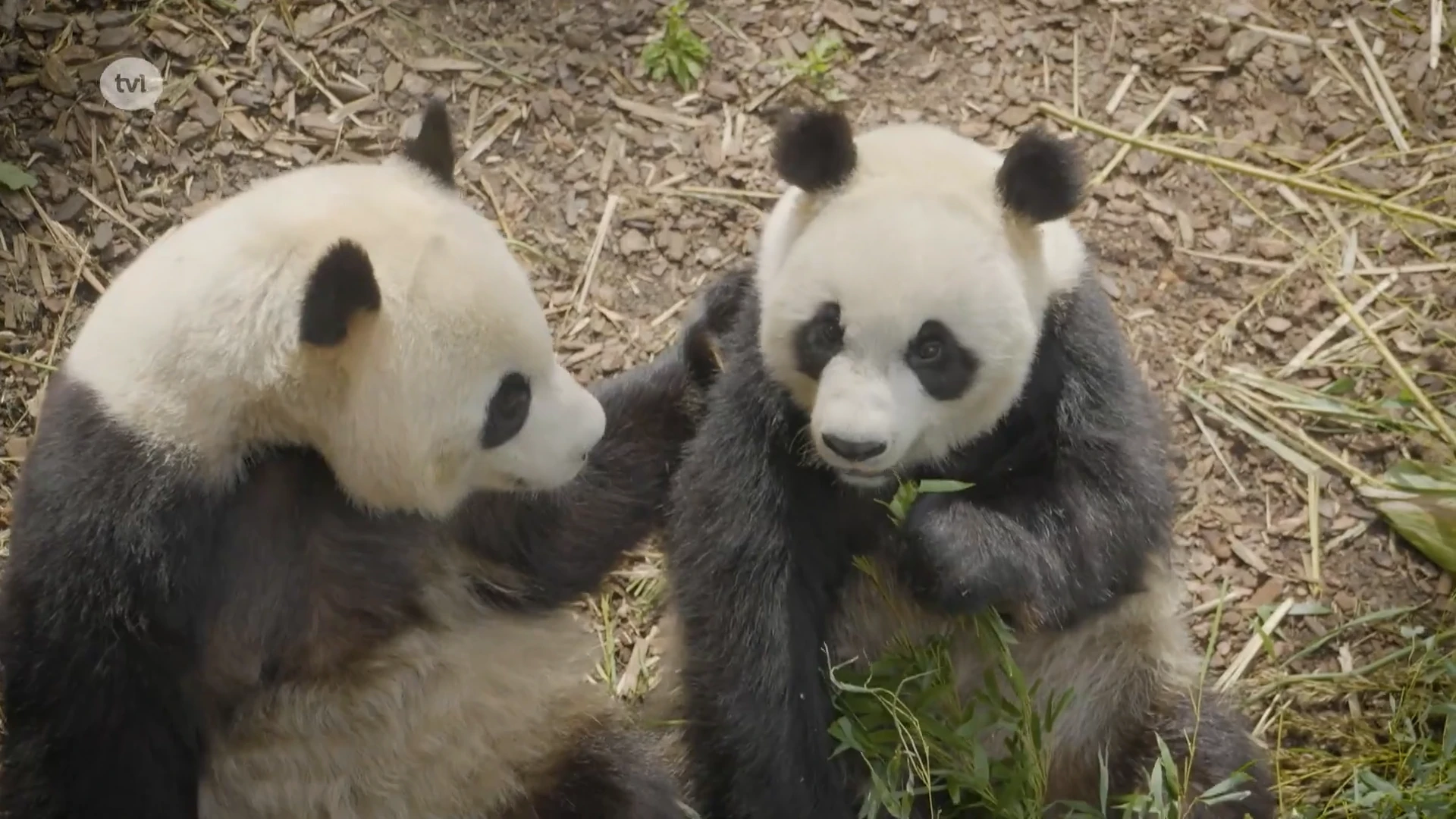 Op Stap zomer 2024 - Pairi Daiza