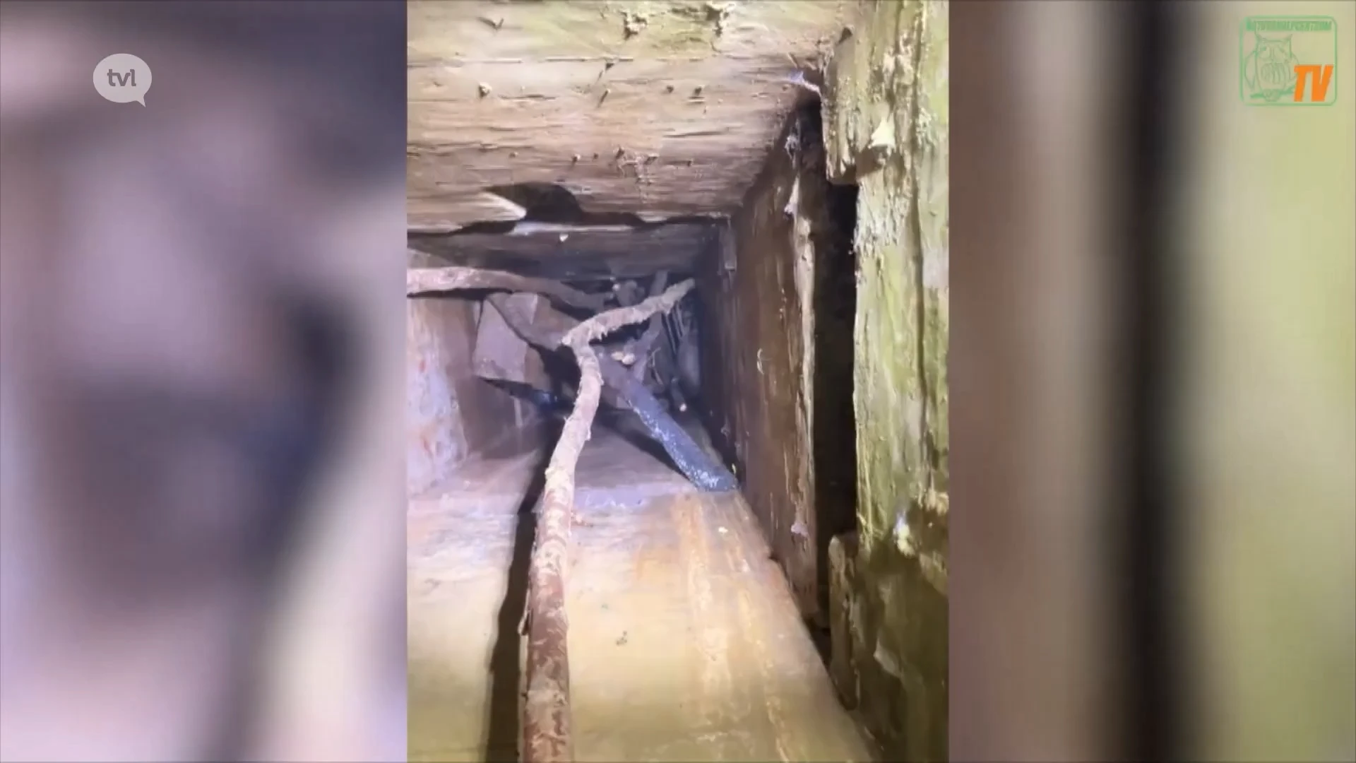 Natuurhulpcentrum redt op spectaculaire wijze das uit put