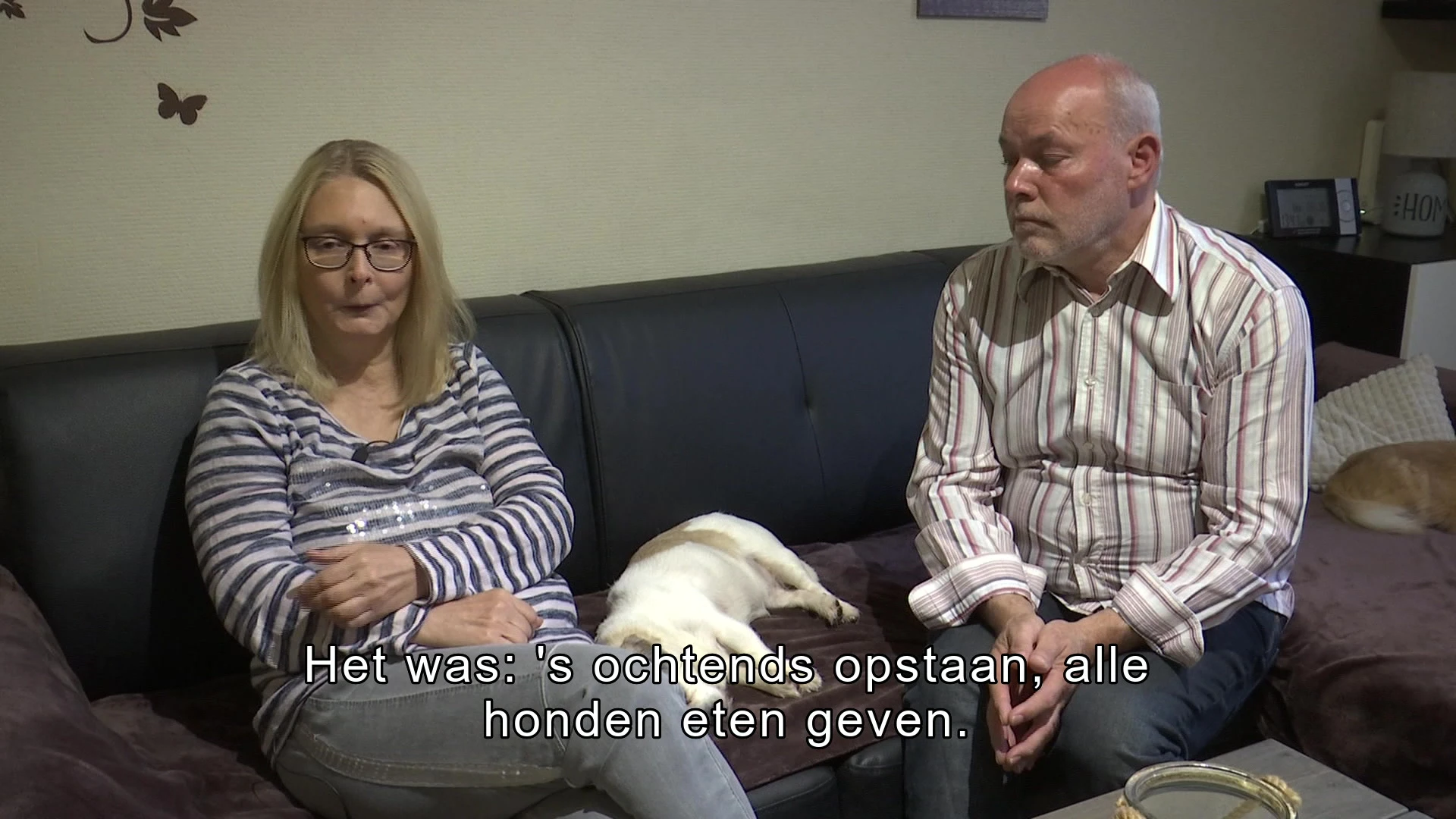 Koppel uit Lanaken dat 100 honden opving zonder vergunning krijgt geldboete maar moet geen schadevergoeding betalen