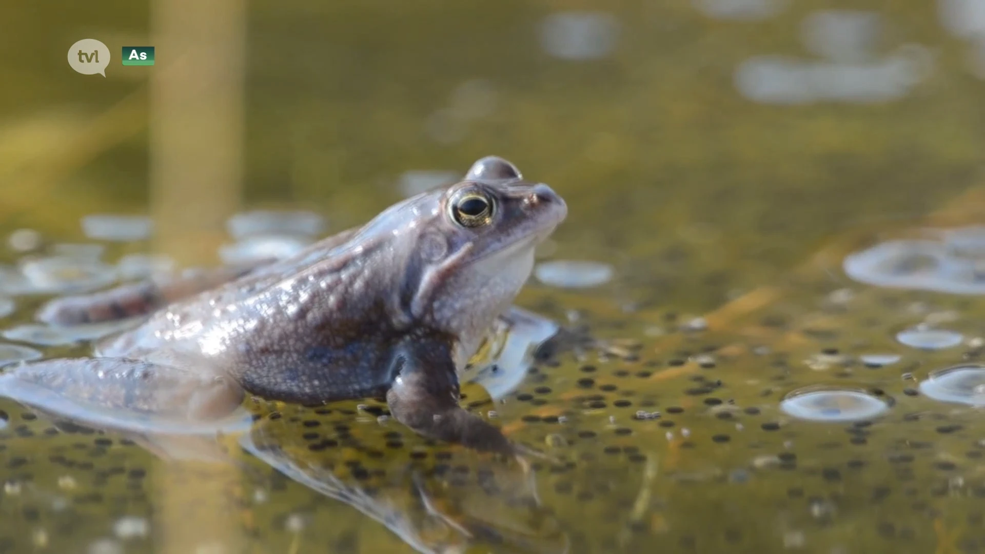 Heikikker doet het bijzonder slecht in Limburg, op sommige plaaten zelfs uitgestorven