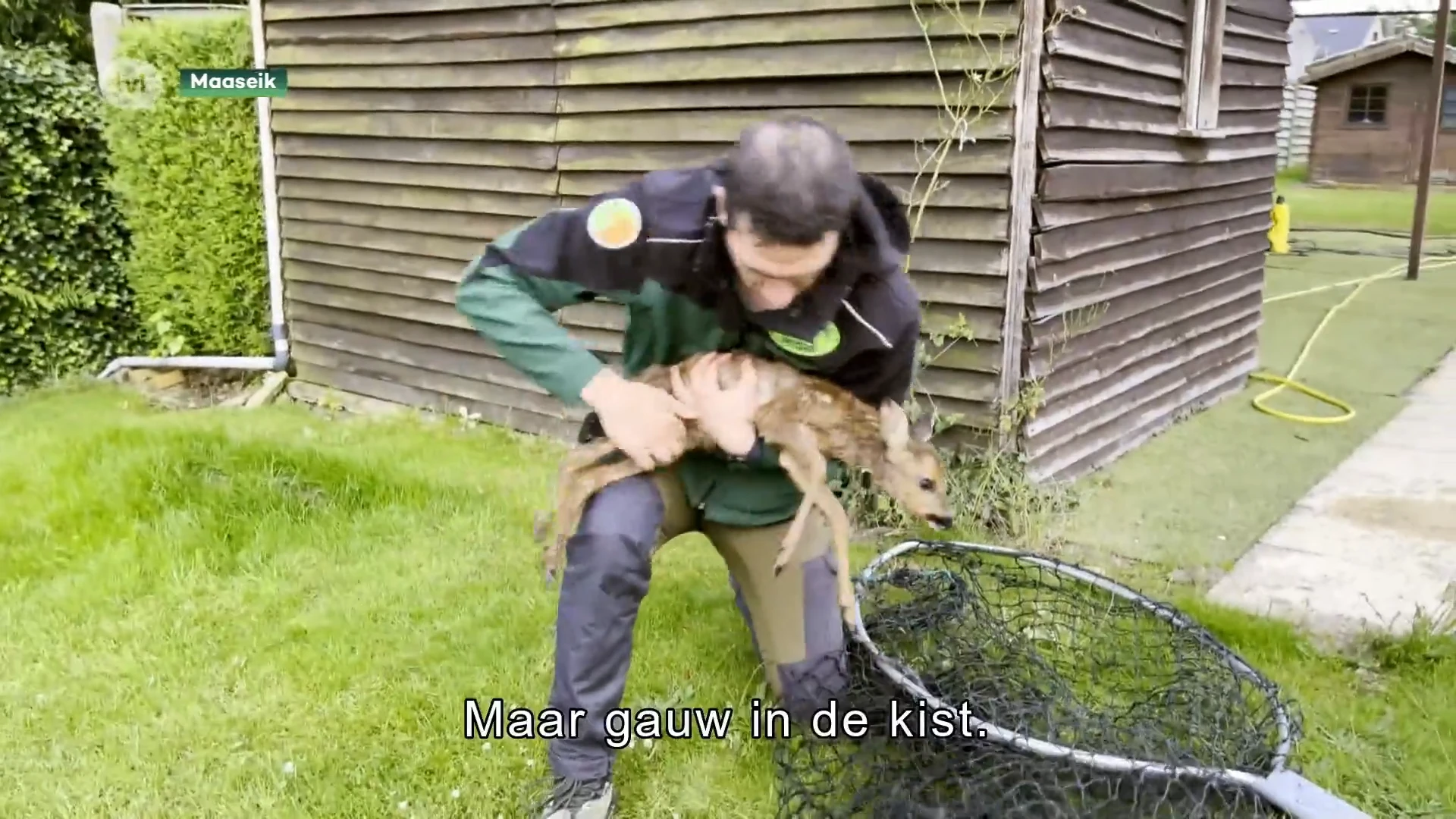 Natuurhulpcentrum redt reekalf uit zwembad in Neeroeteren