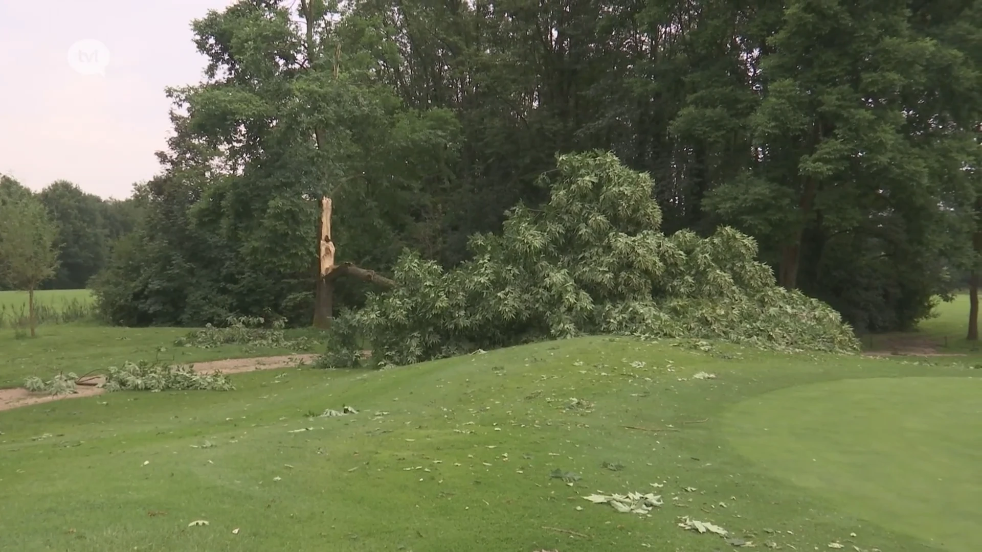 40 bomen omgewaaid aan golfclub Hasselt, brandweer is ook vandaag nog bezig met opruimen stormschade