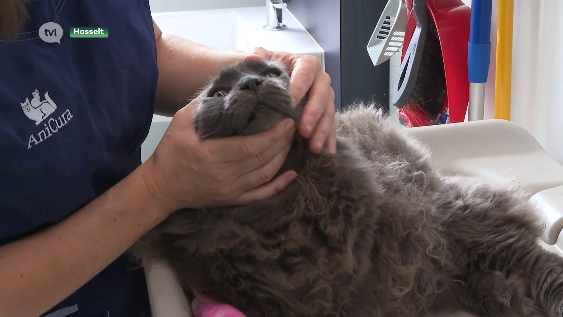 Dierenarts waarschuwt voor kattenziekte en roept op tot vaccinatie
