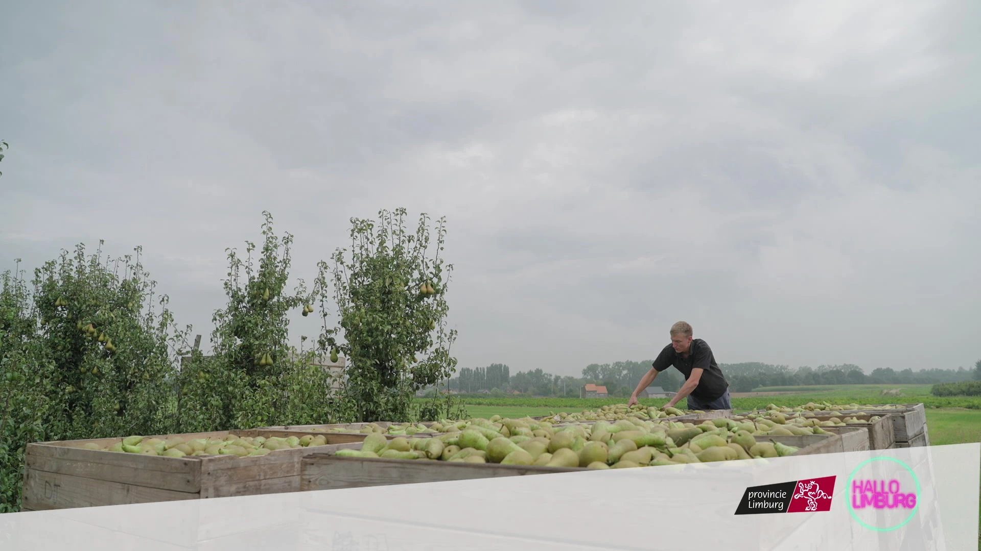 WOA - perenteelt
