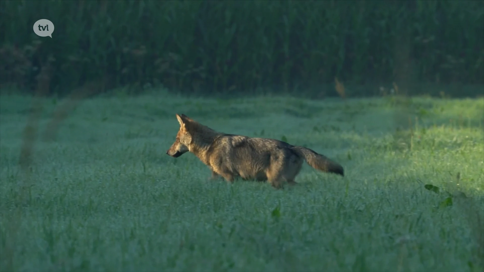 Is het einde van de wolvenroedel in Limburg nabij?