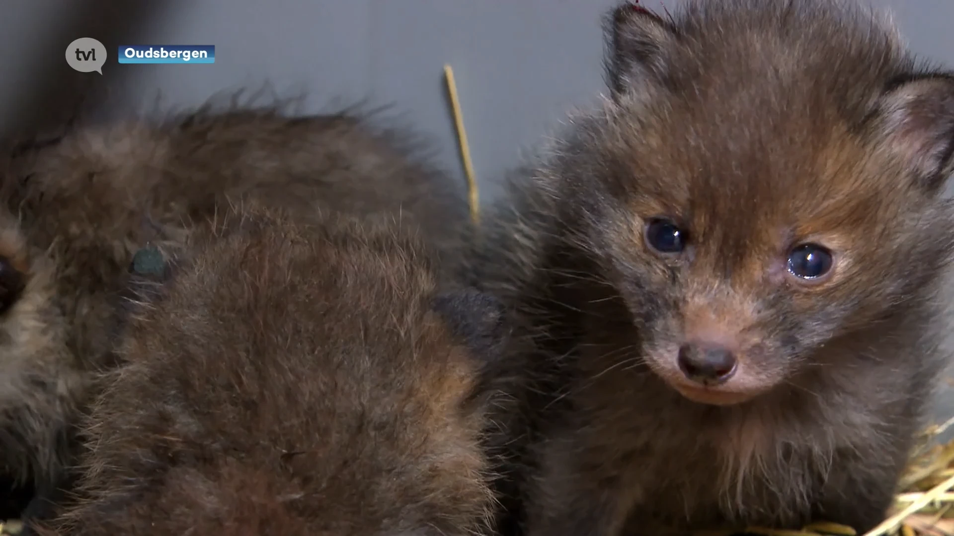 Lente in het Natuurhulpcentrum: heel wat jonge dieren worden binnengebracht
