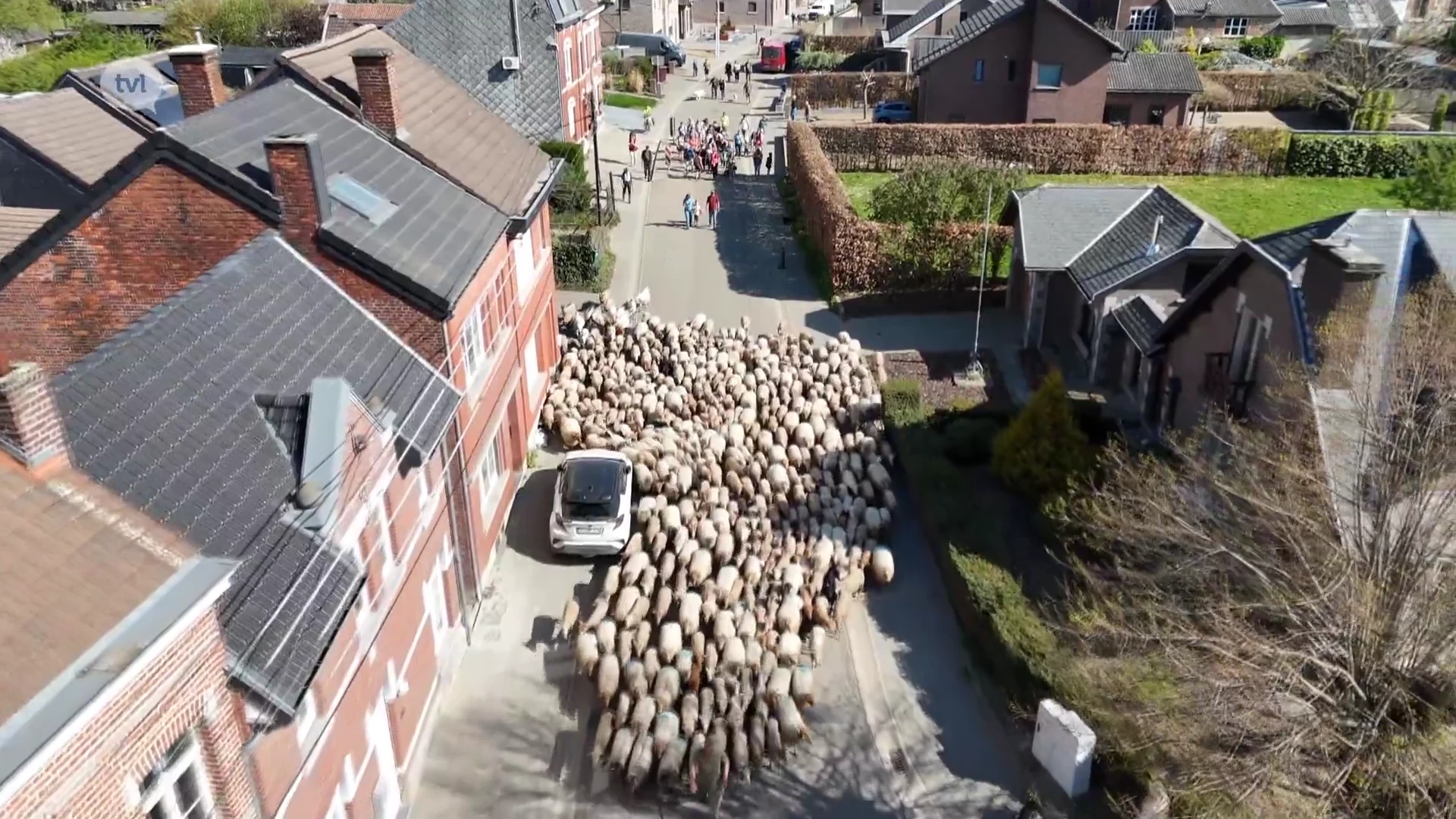 Prachtige beelden: 450 schapen trekken van Voeren naar Riemst