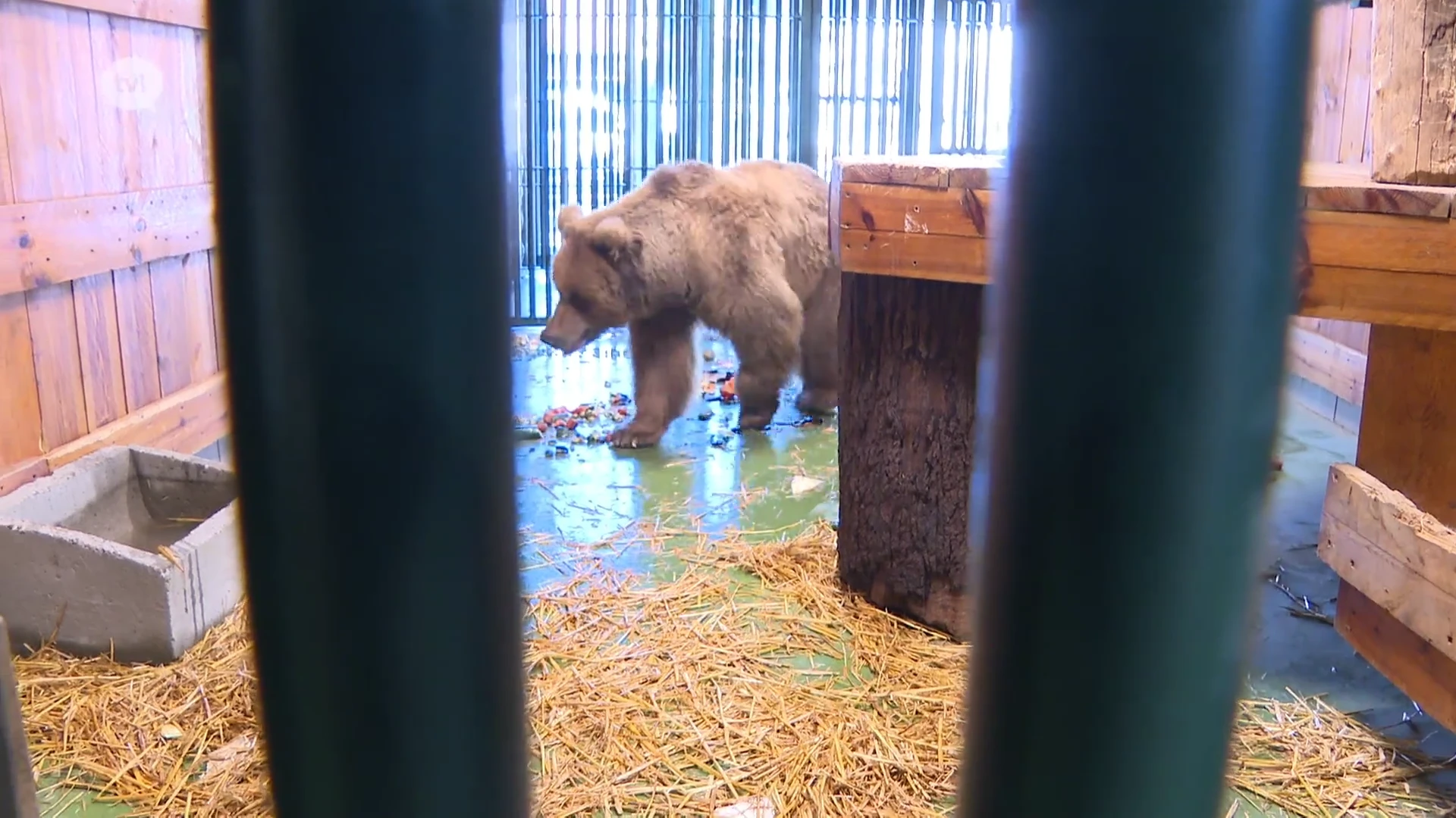 Natuurhulpcentrum vangt beer op die als huisdier gehouden werd in Kazachstan