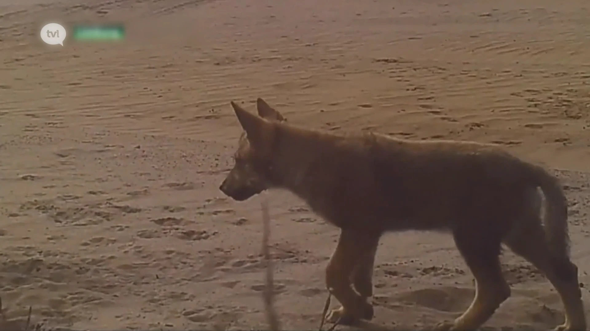 Europees Parlement stemt donderdag over het aanpassen van beschermingsstatus wolf
