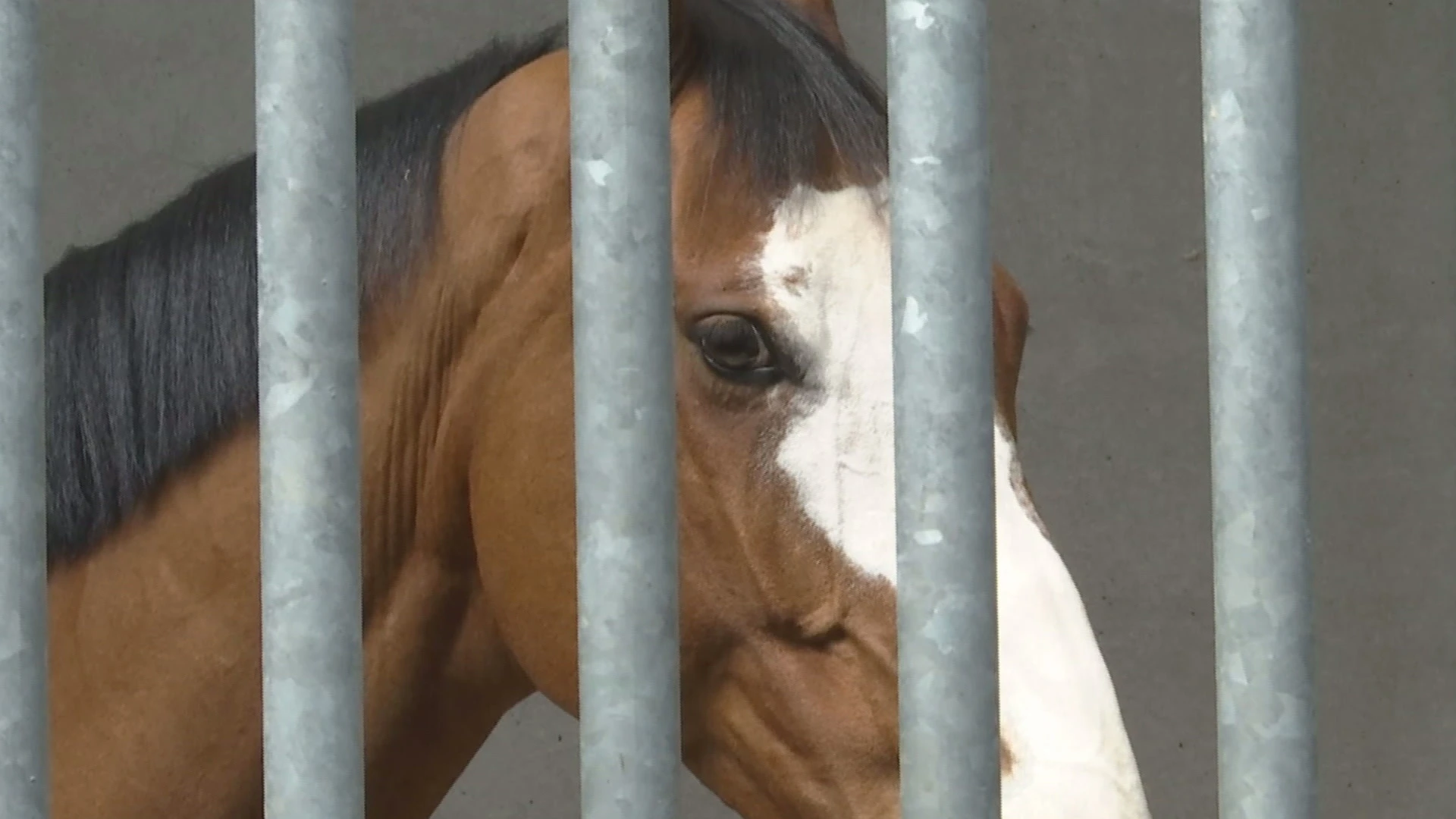 Liefhebbers van over heel de wereld op paardenveiling in Oudsbergen: "Hopelijk halen we de kaap van 1 miljoen euro"