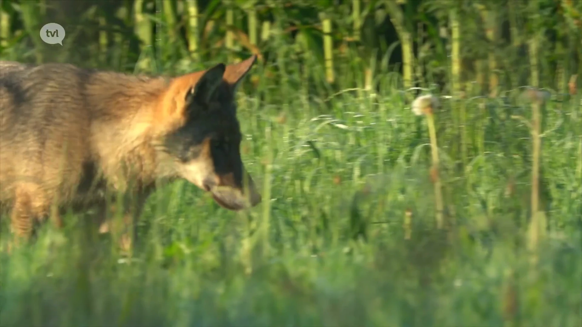 Europees parlement verlaagt status wolf van strikt beschermd naar beschermd