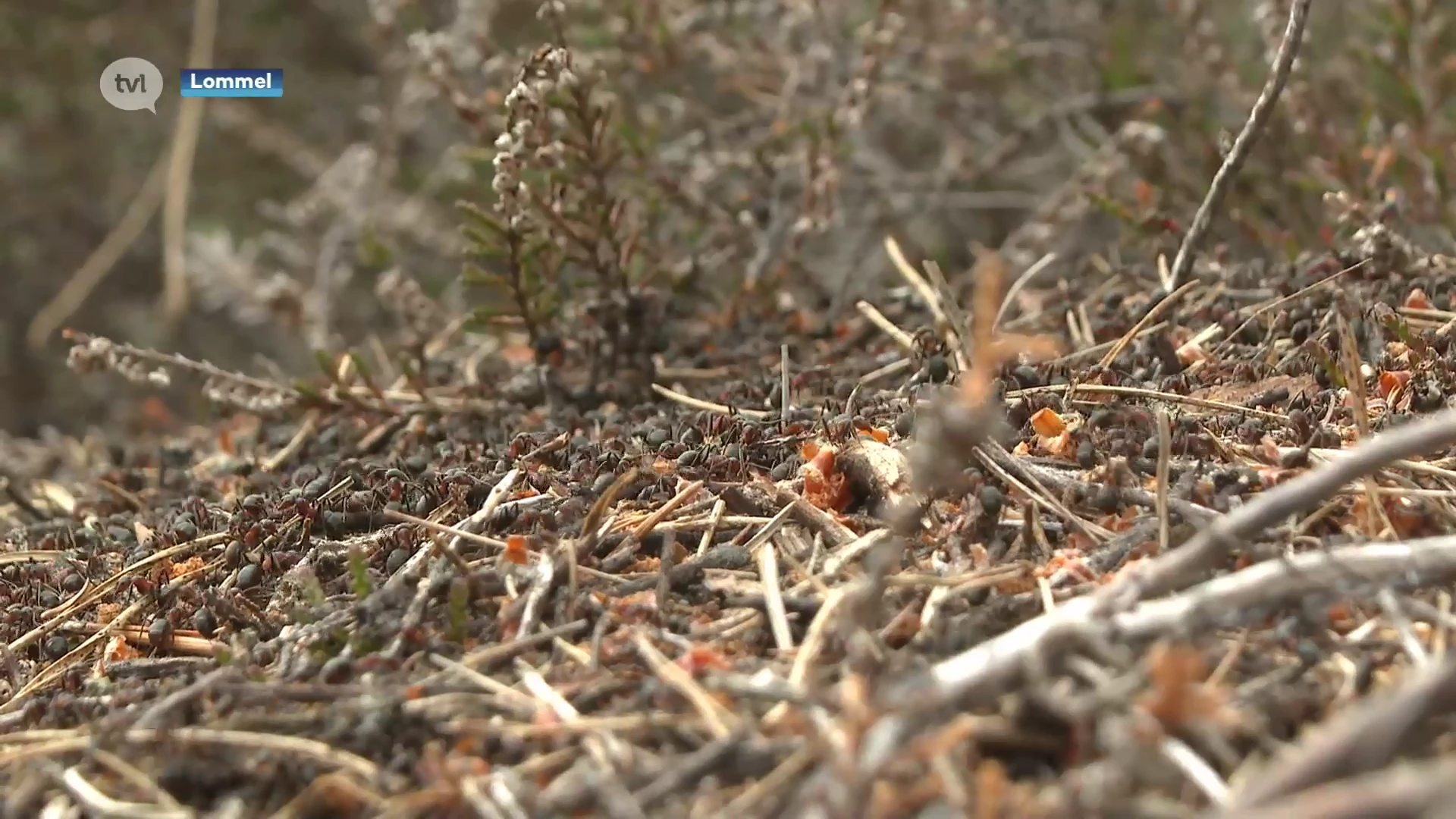 Limburgse biodiversiteit blijft groeien