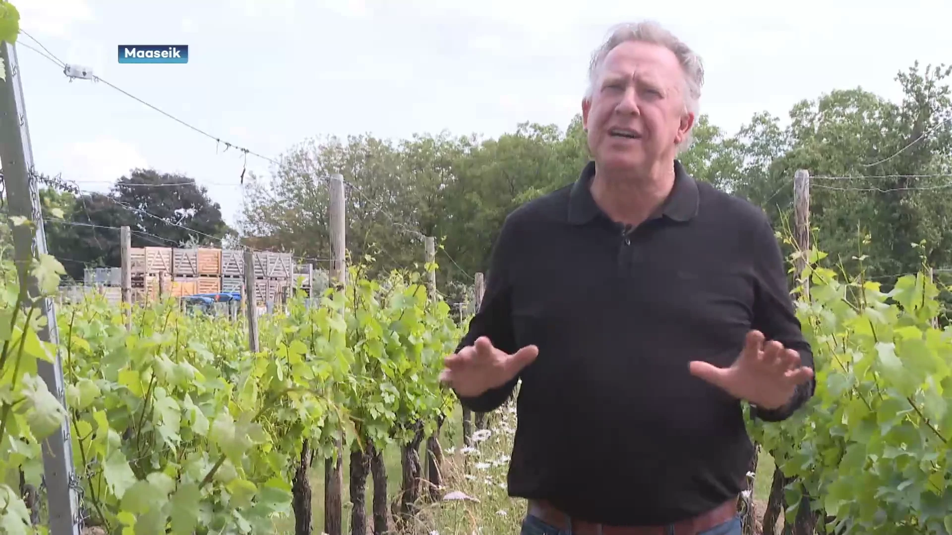 Zes Limburgse wijnen vallen in de prijzen op Belgian Wine Awards: "Limburg is walhalla voor druiven"