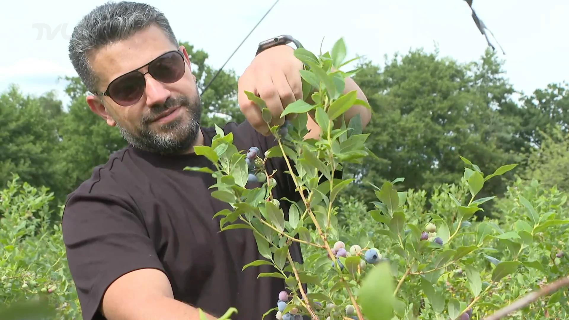 Bosbessenpluk in Blueberry Fields in Koersel begonnen