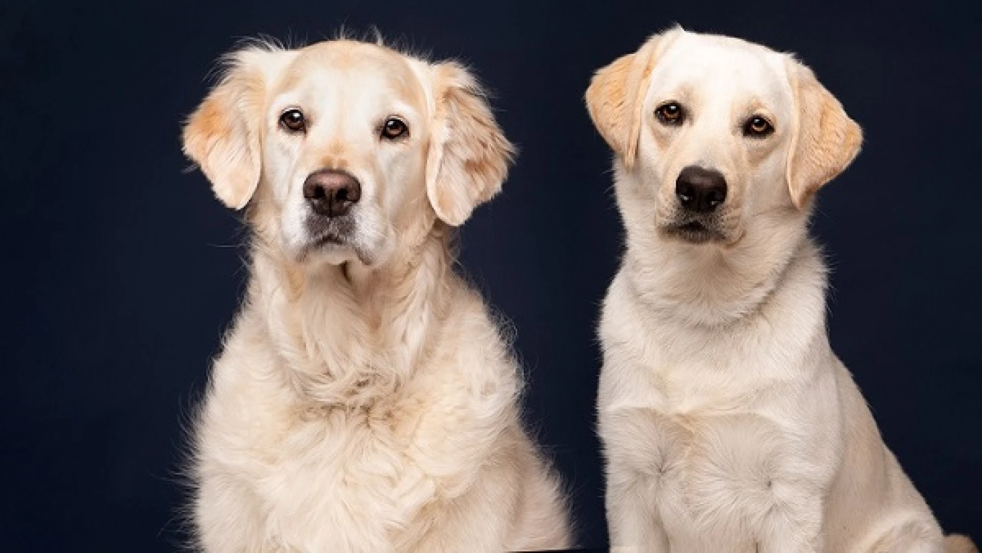 Belgisch Centrum voor Blindegeleidehonden in Tongeren zoekt weekendgezinnen