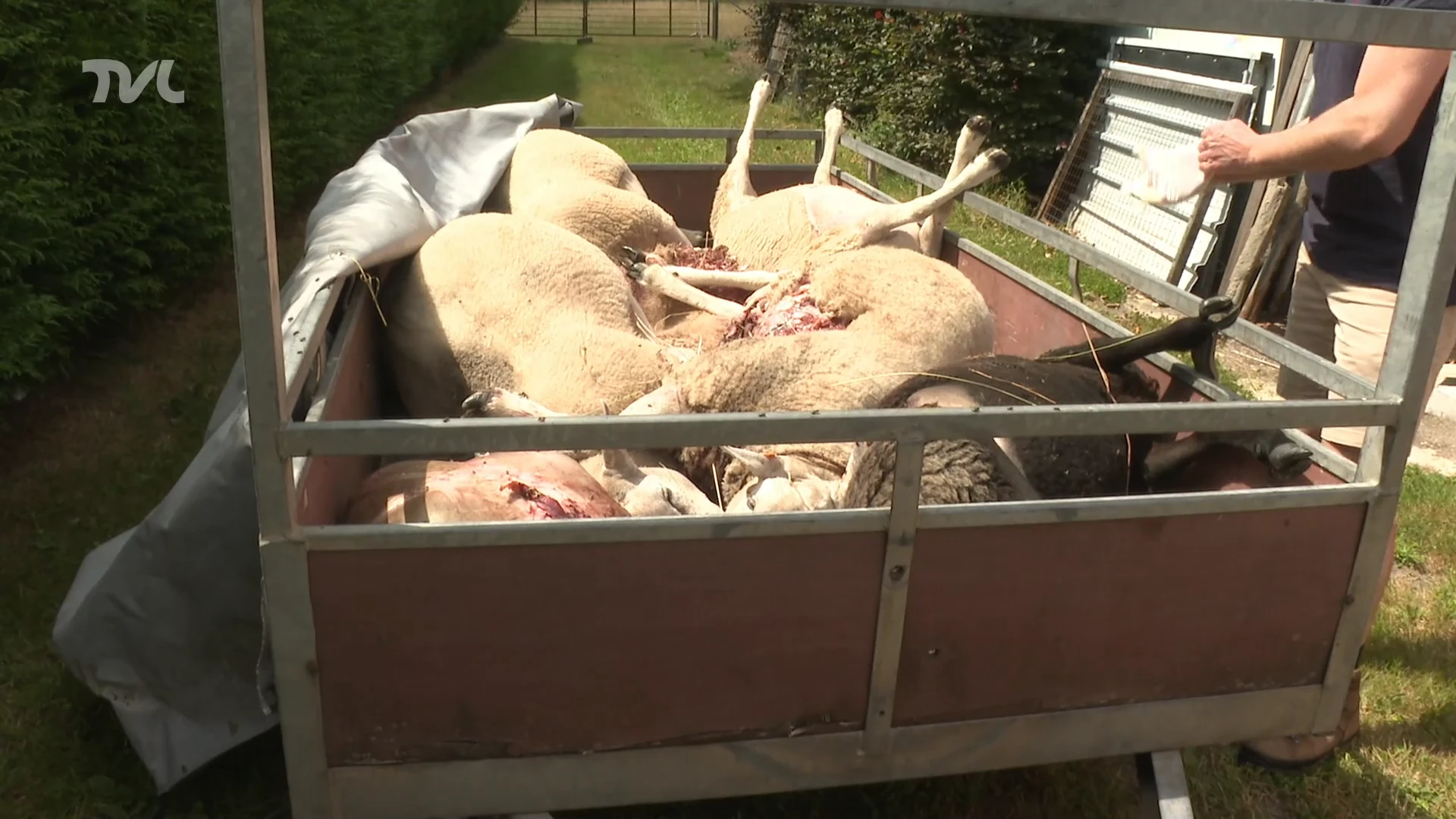 Wolf bijt negen schapen dood in Oudsbergen