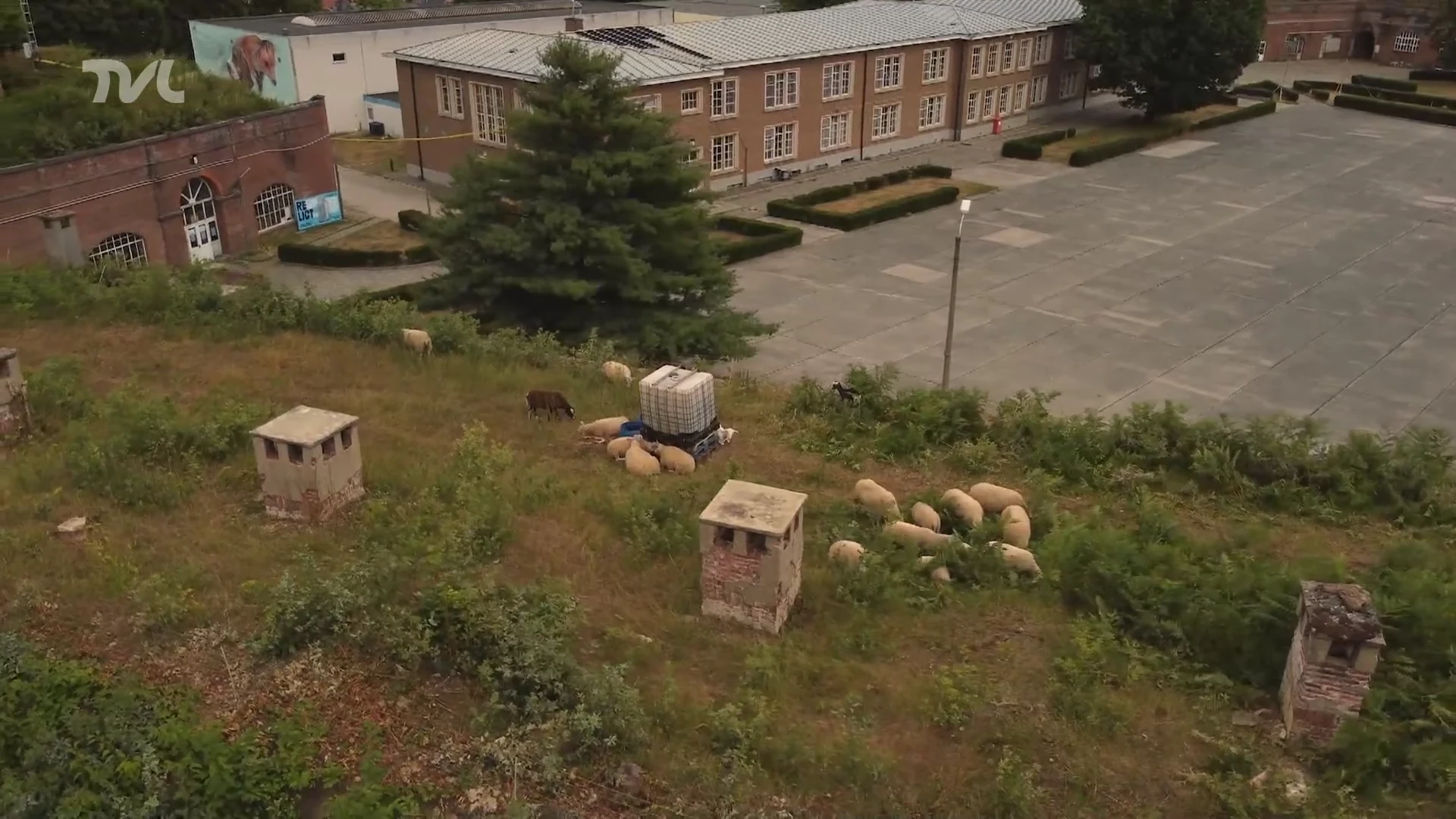 Limburgse herder laat schapen grazen op Citadel Diest