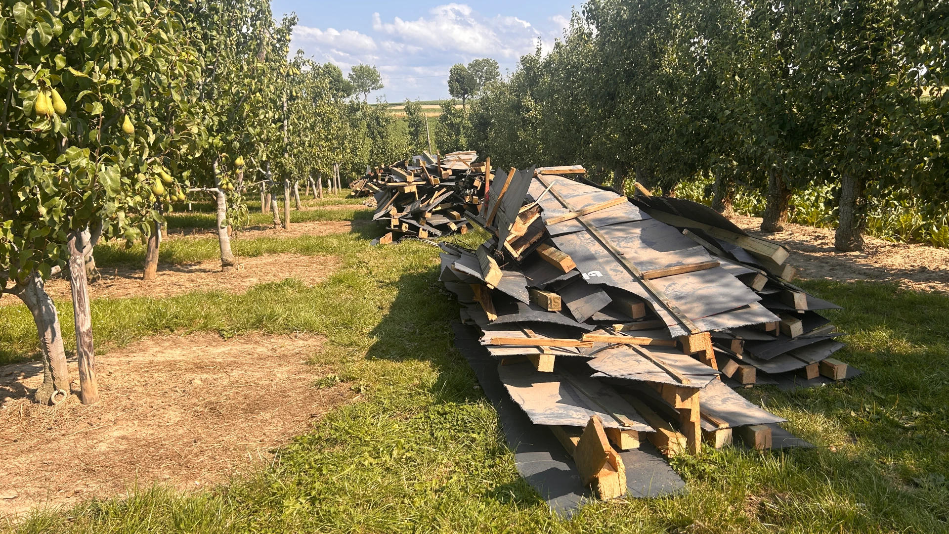 Houten dakconstructie met onderdak gedumpt in perenplantage in Mopertingen