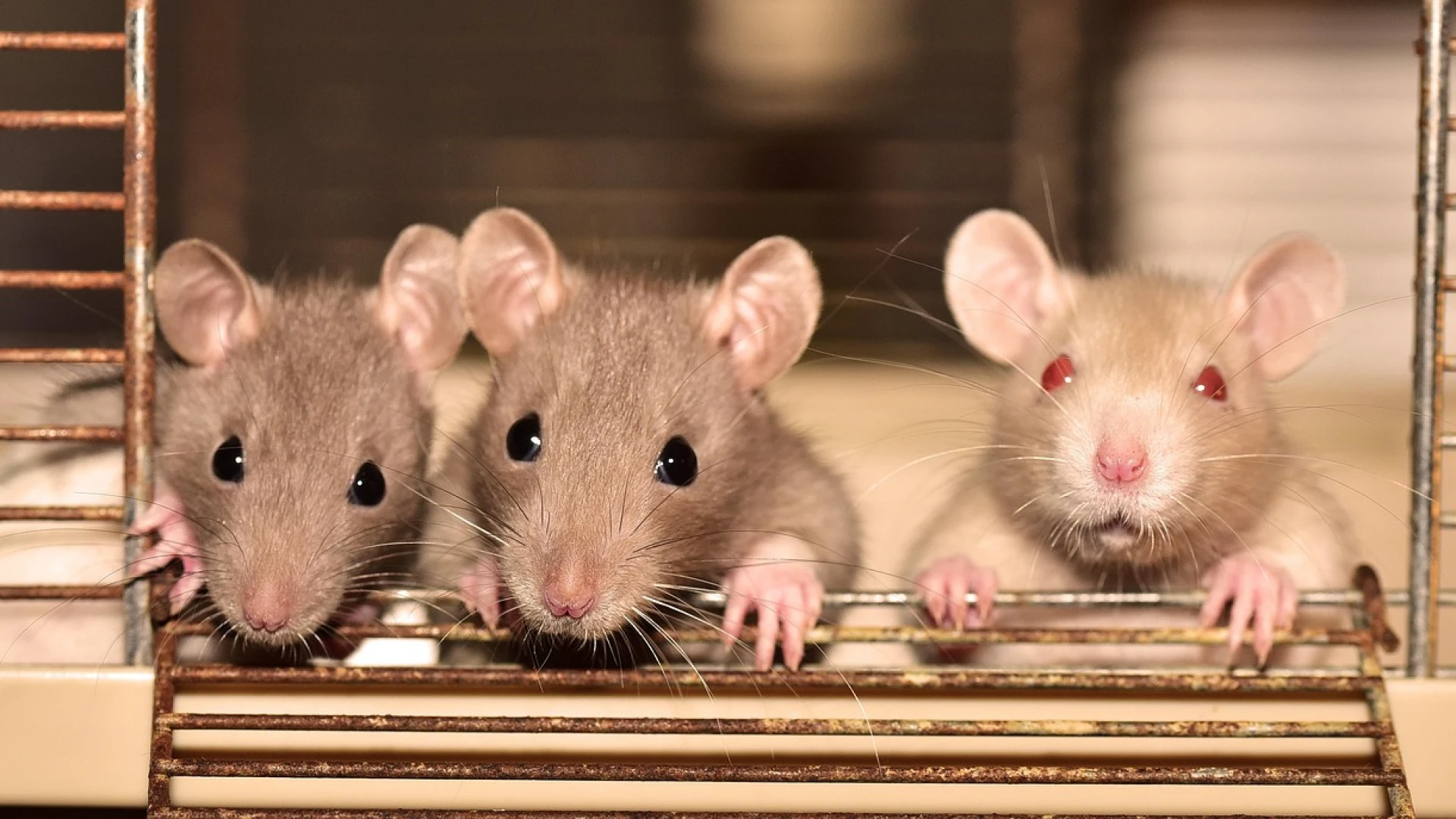 Rattenopvang Ratopia in Lummen krijgt voor het eerst subsidies van Vlaanderen