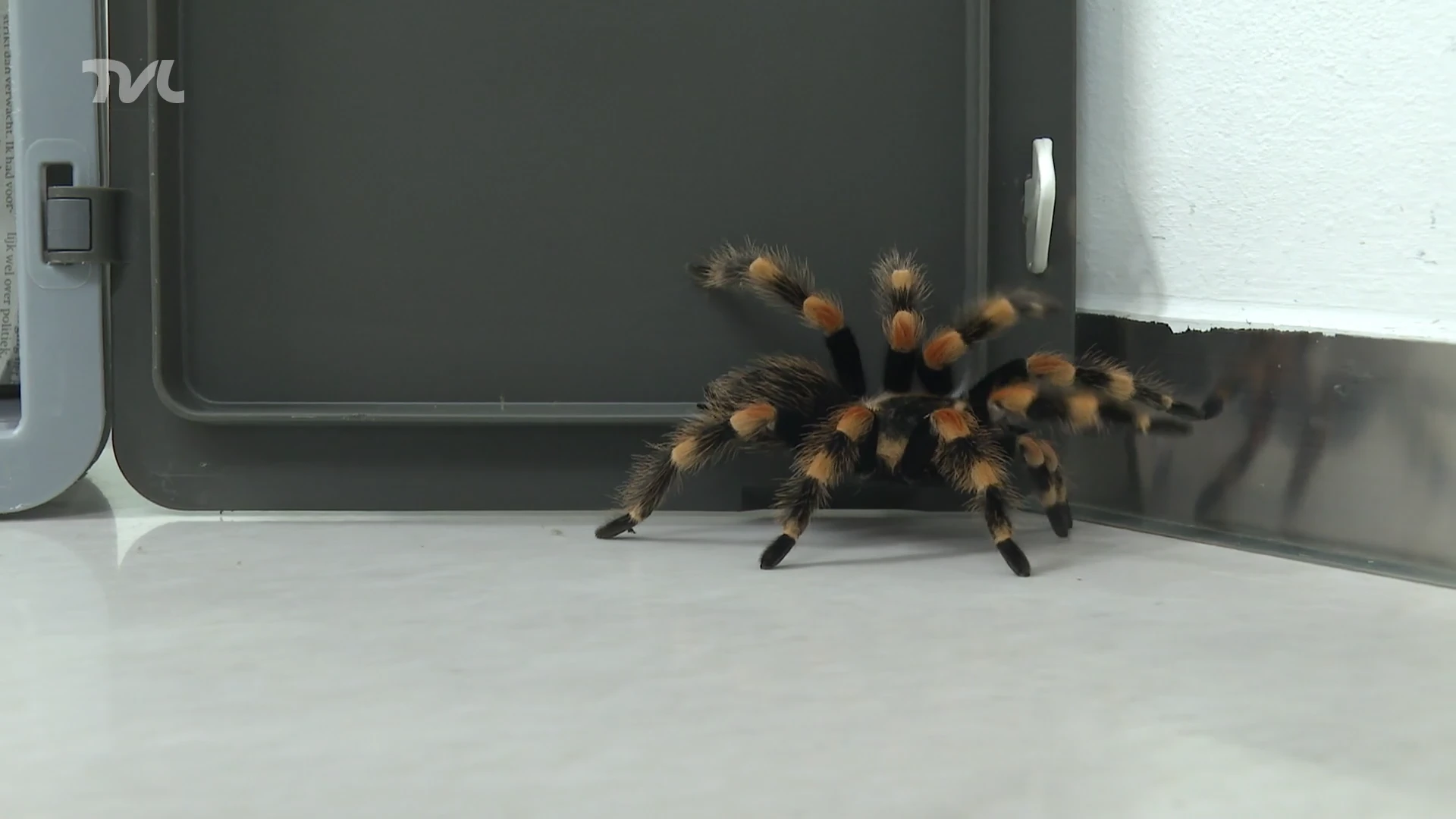 Vrouw vindt vogelspin in haar keuken in As