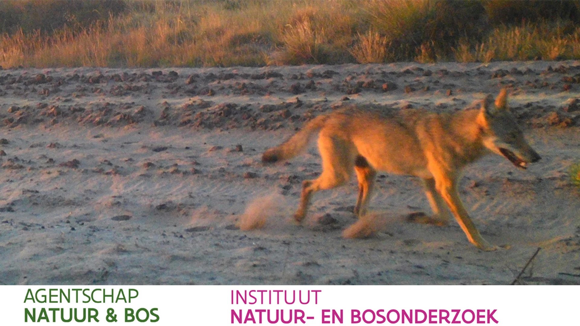 Nieuwe wolf opgedoken in Bosland