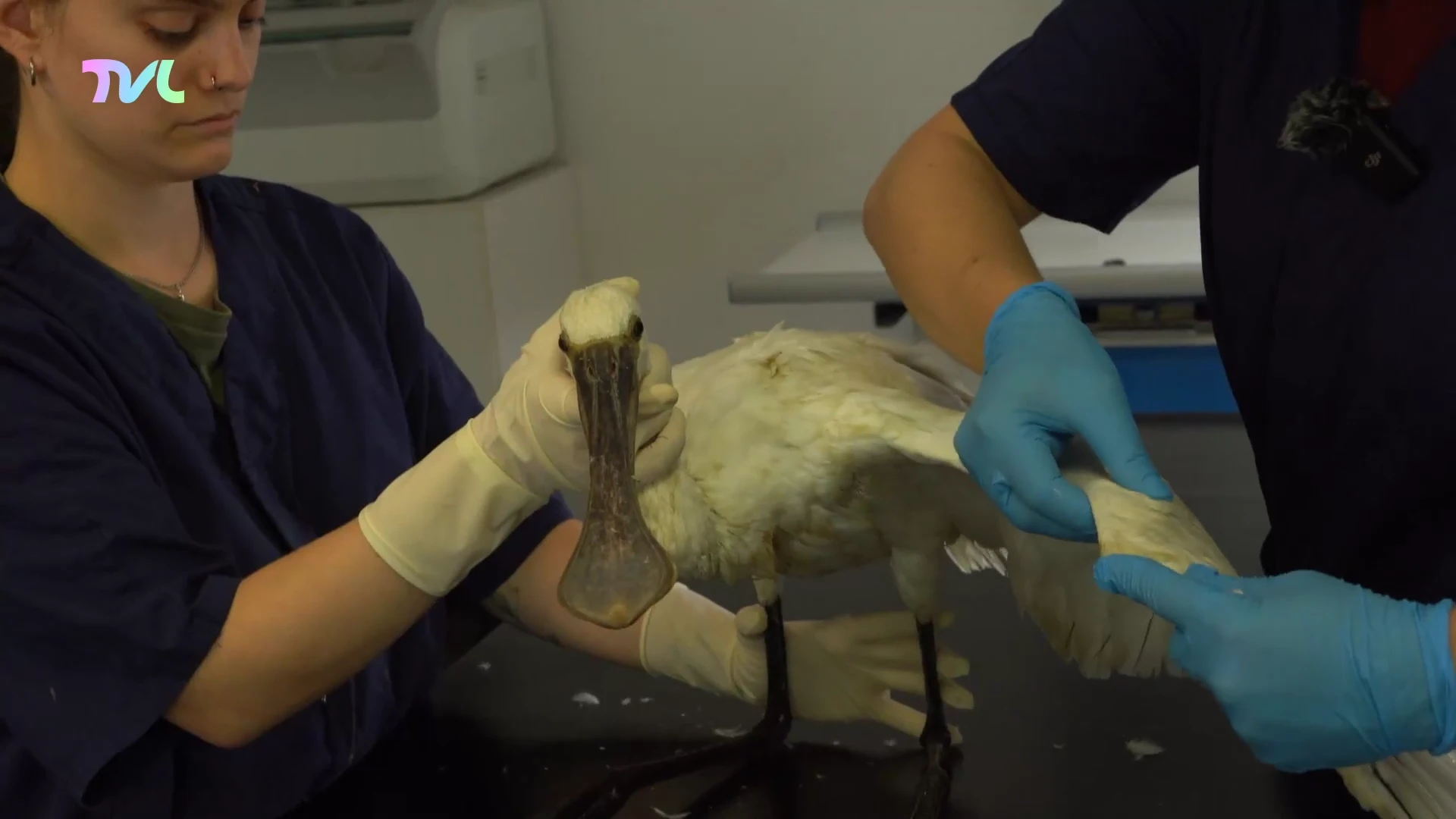 Natuurhulpcentrum vangt zieke lepelaar op