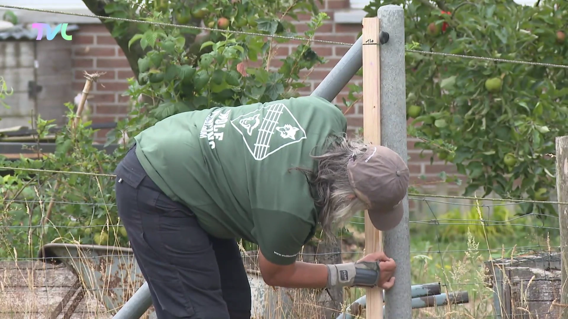 Oudsbergen roept dierenhouders op om weides wolfproof te maken