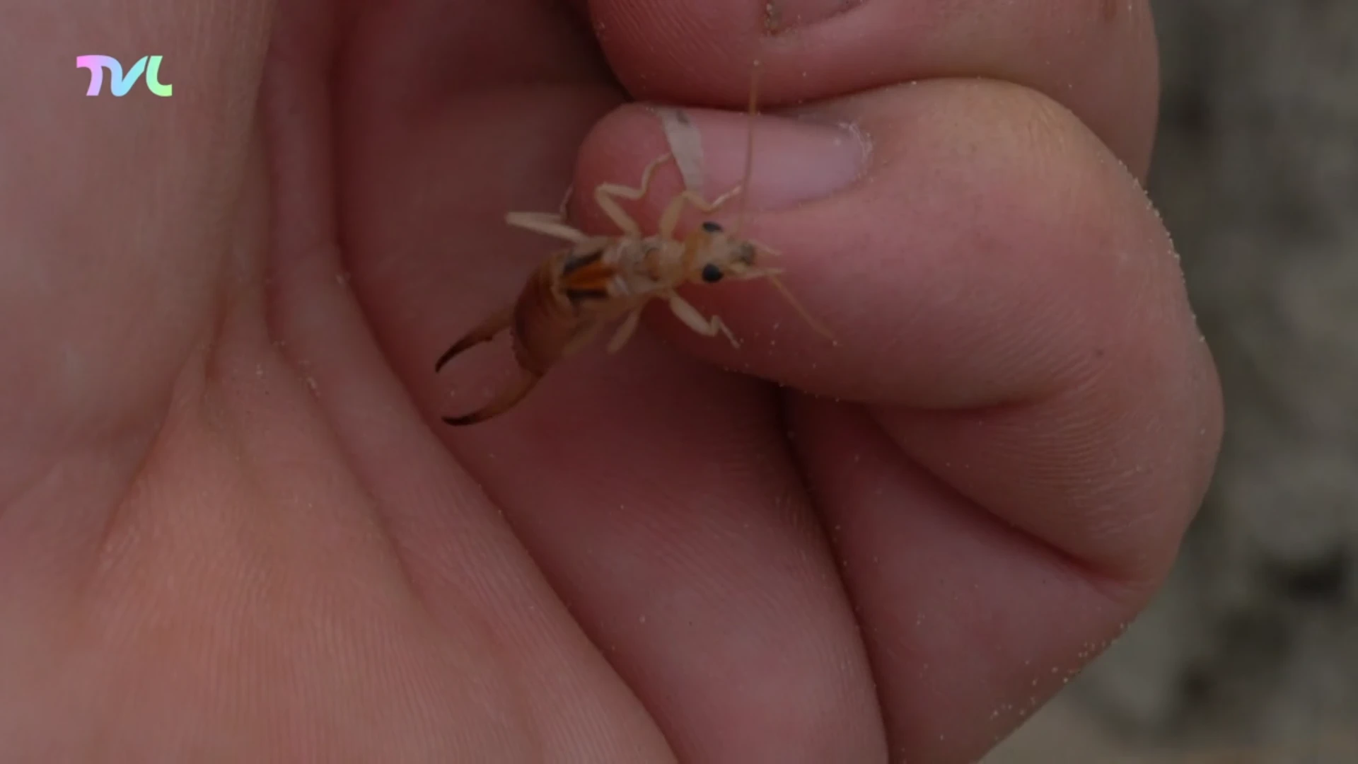 Balimheide in Lommel is bijna enige plek in Vlaanderen waar de Grote Oorworm nog voorkomt
