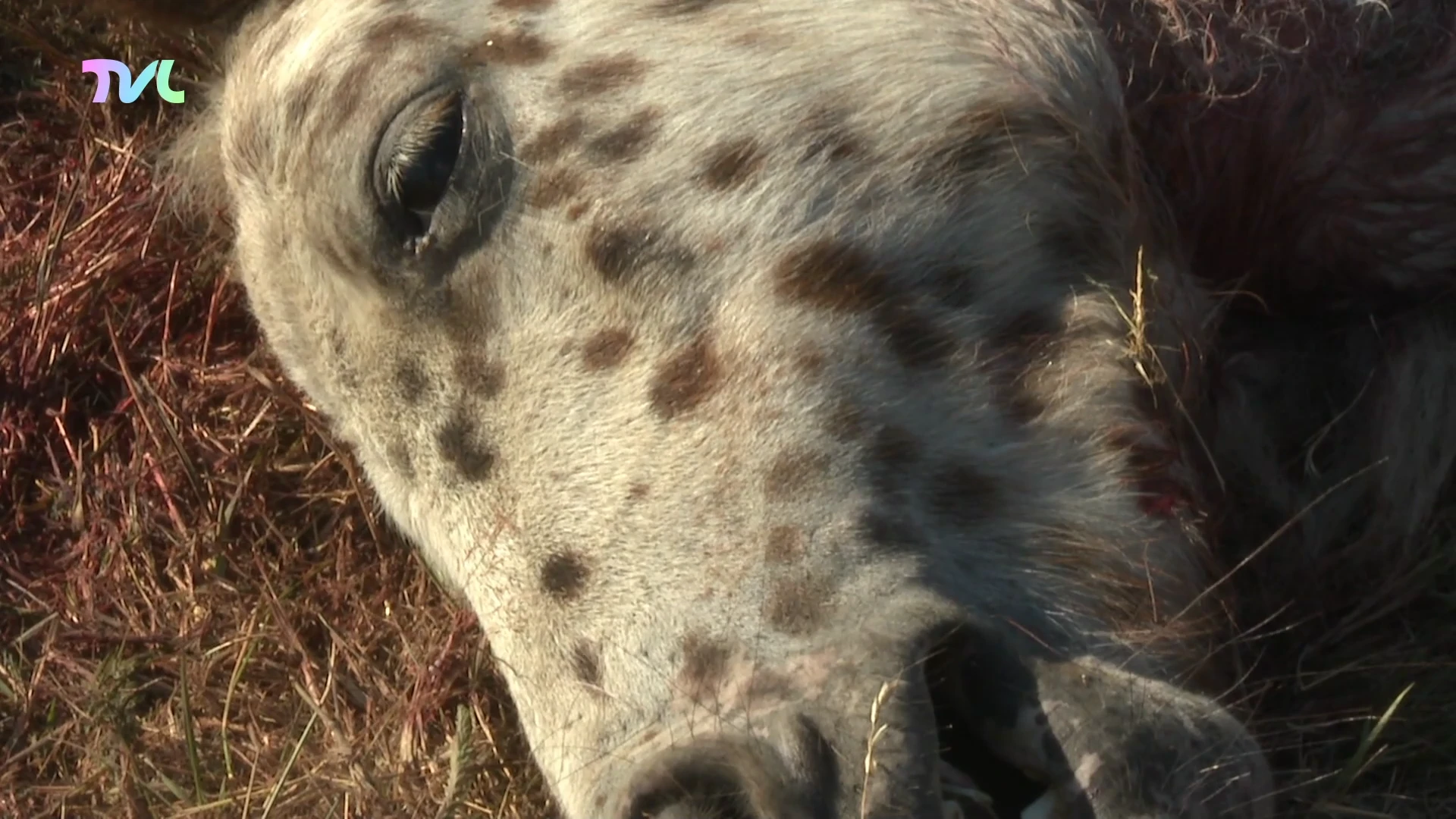 Wolf slaat opnieuw toe: zes pony's dood in een week tijd