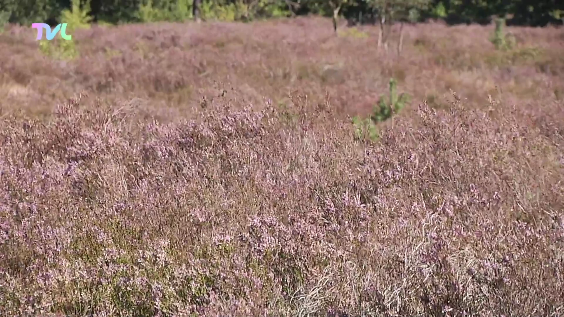 Vlaamse overheid investeert 6,2 miljoen in herstel Genkse Heide