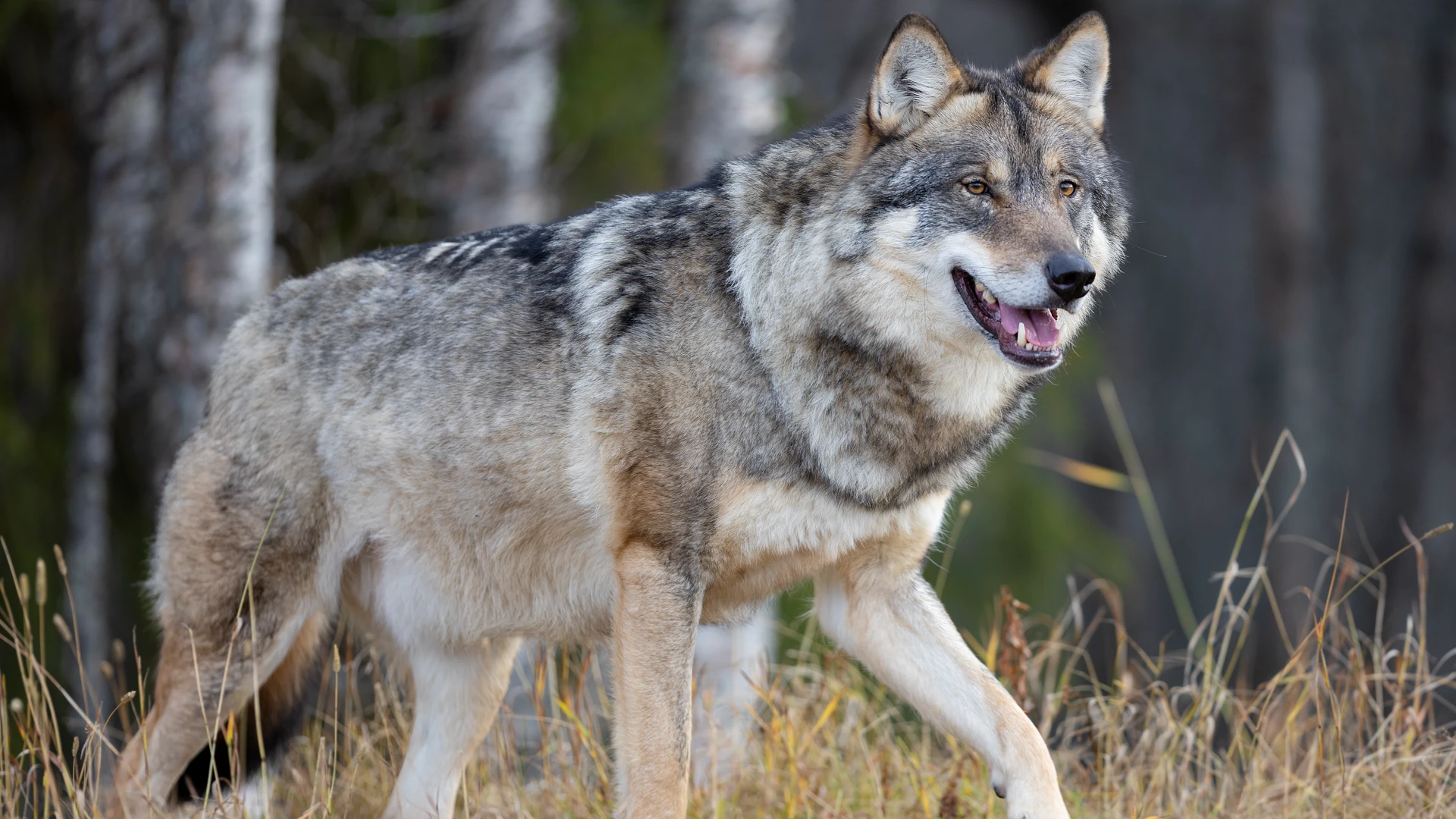 Wolf bijt twee geiten dood in Oudsbergen