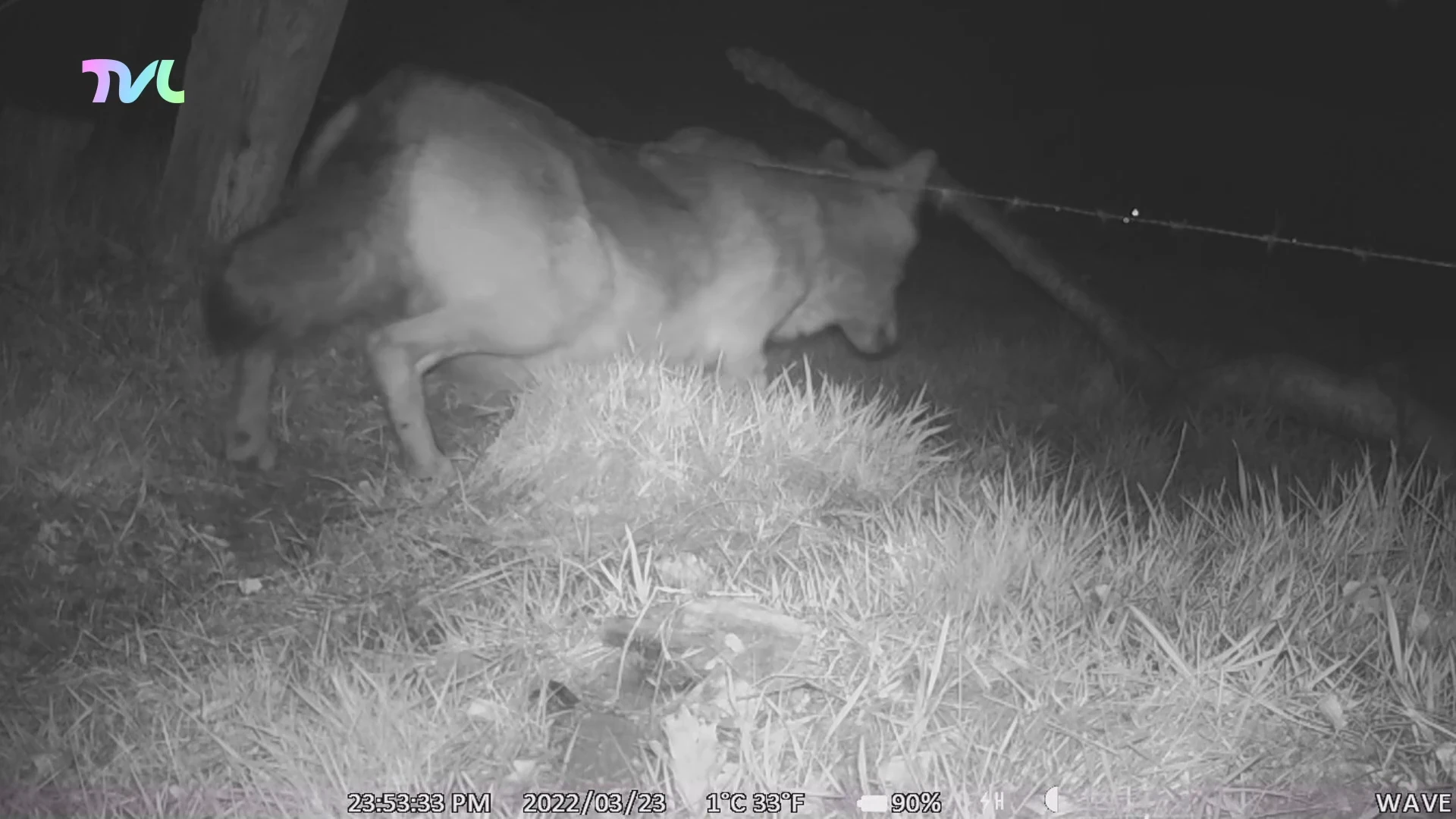 Welkom Wolf op wolvenstage in Oudsbergen: "Wolf van dichtbij gezien"