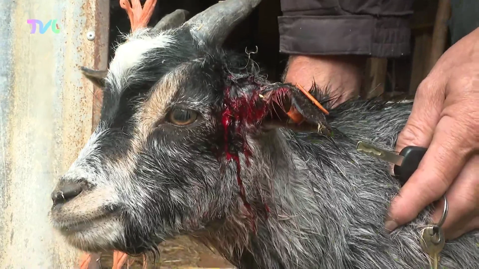 Wolf slaat nu dagelijks toe en doodt drie geitjes in Oudsbergen