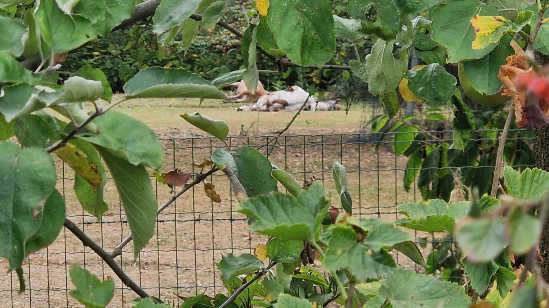 Opnieuw twee pony's doodgebeten in Oudsbergen