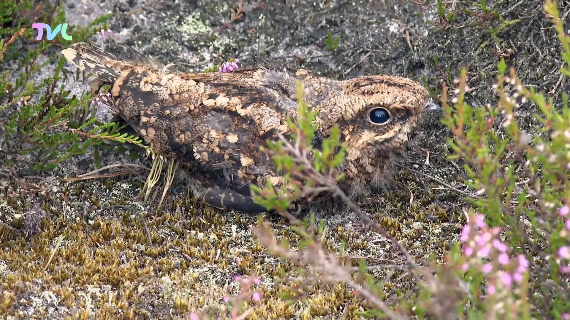 Wild van Limburg: de nachtzwaluw